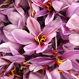 crocus sativus